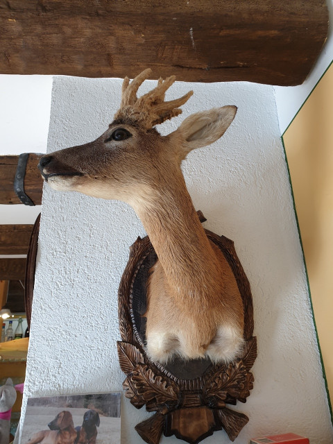 20190910_105223_resized.jpg (496.16 KiB) 4900-mal betrachtet 20190910_105223_resized.jpg