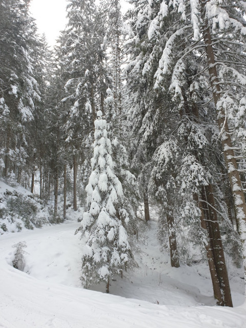 20210118_121203_resized.jpg (672.37 KiB) 5444-mal betrachtet 20210118_121203_resized.jpg