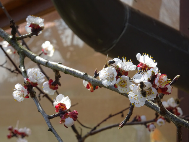 Bienen.JPG