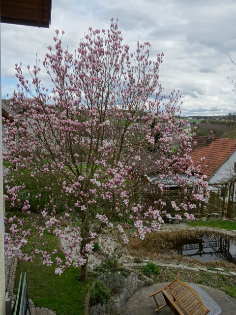 Magnolie_aufgeblüht.JPG