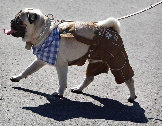 dog-lederhosen_1722041i.jpg