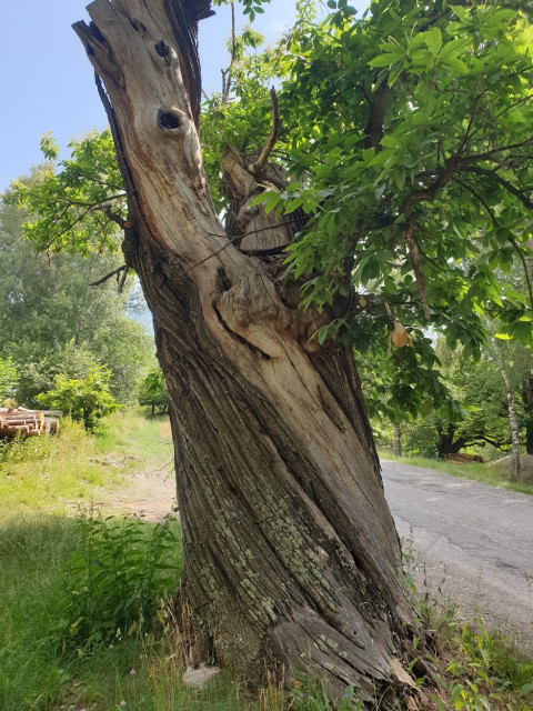 20230629_103608_resized.jpg (705.12 KiB) 2539-mal betrachtet 20230629_103608_resized.jpg