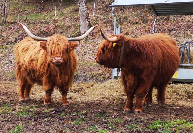 IMG_20250406_195913.jpg (543.7 KiB) 3807-mal betrachtet IMG_20250406_195913.jpg