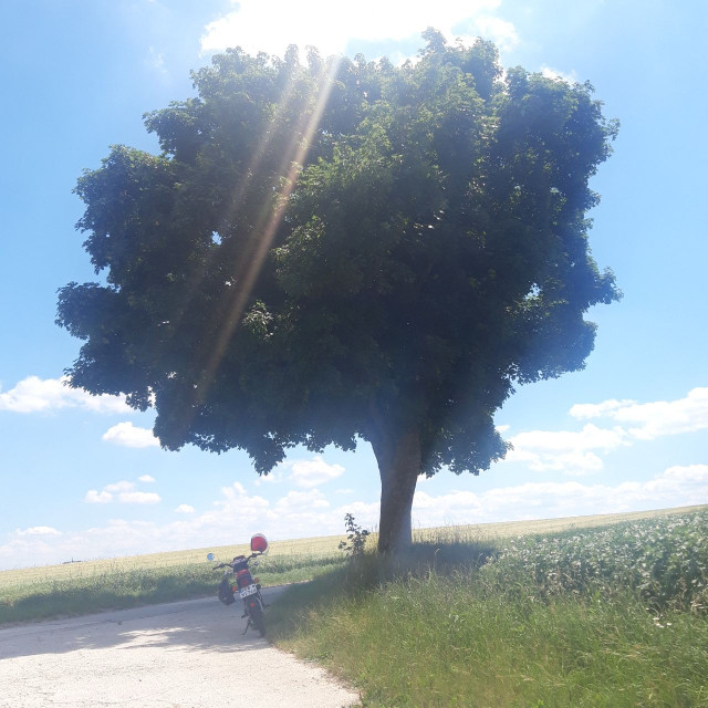 DT 80 Sommer2.jpg
